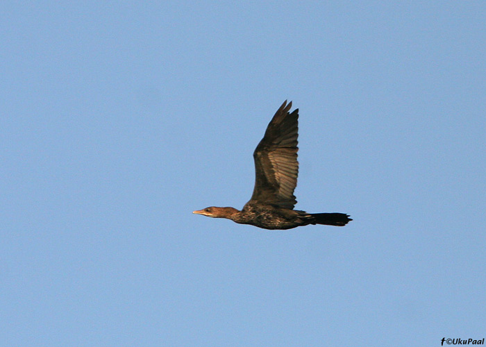 Kääbuskormoran (Phalacrocorax pygmeus)
Kfar Ruppin

UP
Keywords: pygmy cormorant