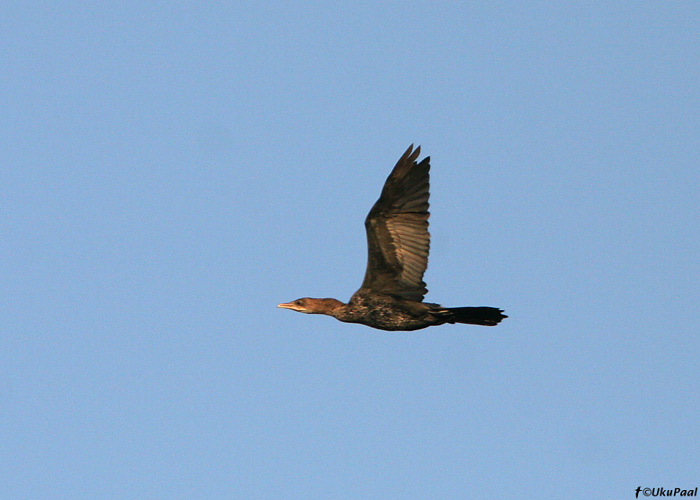 Kääbuskormoran (Phalacrocorax pygmeus)
Kfar Ruppin

UP
Keywords: pygmy cormorant