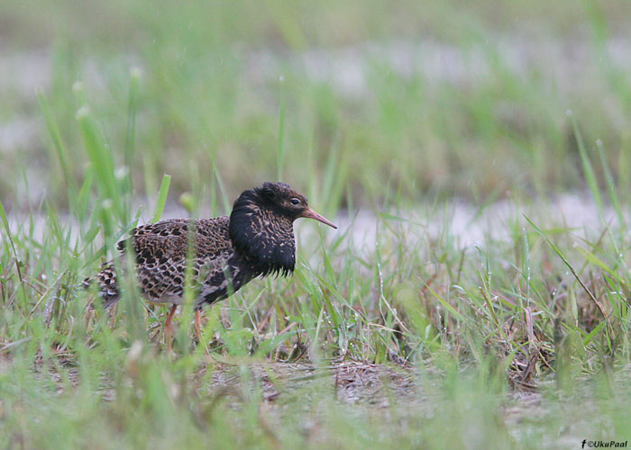 Tutkas (Philomachus pugnax)
Aardla, 20.5.2009

UP
Keywords: ruff