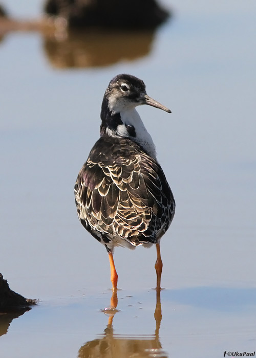 Tutkas (Philomachus pugnax)
Tartumaa, aprill 2010

UP
Keywords: ruff