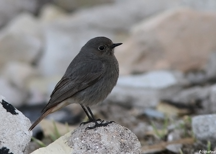 Must-lepalind (Phoenicurus ochruros)
Saaremaa, aprill 2012

UP
Keywords: black redstart