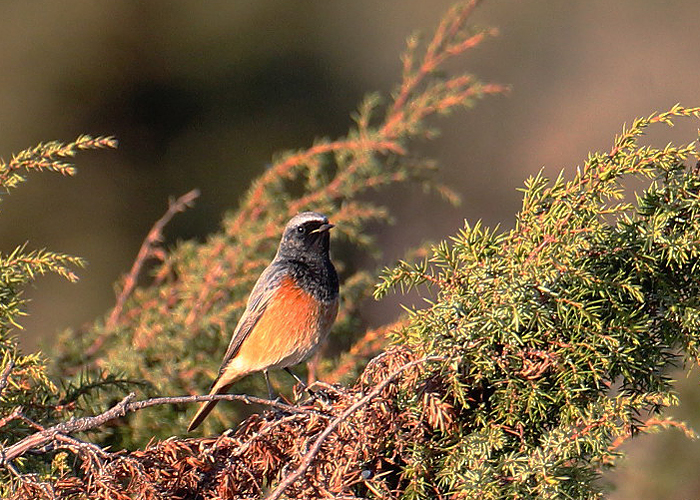 Hübriidne lepalind (Phoenicurus phoenicurus X ochruros)
Türju, Saaremaa, 18.10.2016. Eeldatavasti on tegemist hübriidiga, kuigi lind meenutab idapoolseid must-lepalinnu alamliike.

Jan Nordblad
Keywords: redstart