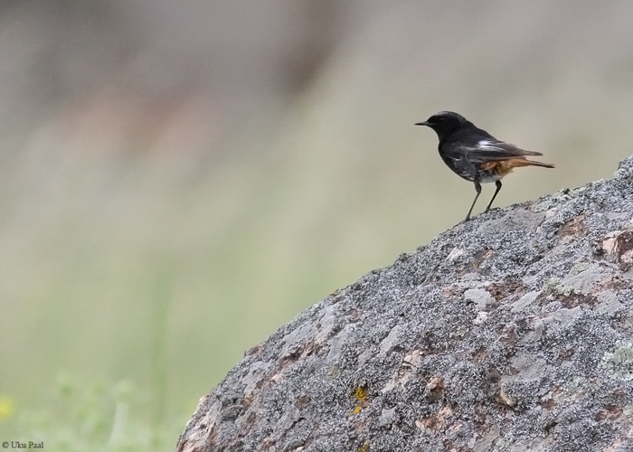 Must-lepalind (Phoenicurus ochruros aterrimus)
Hispaania 2014

UP
Keywords: black redstart