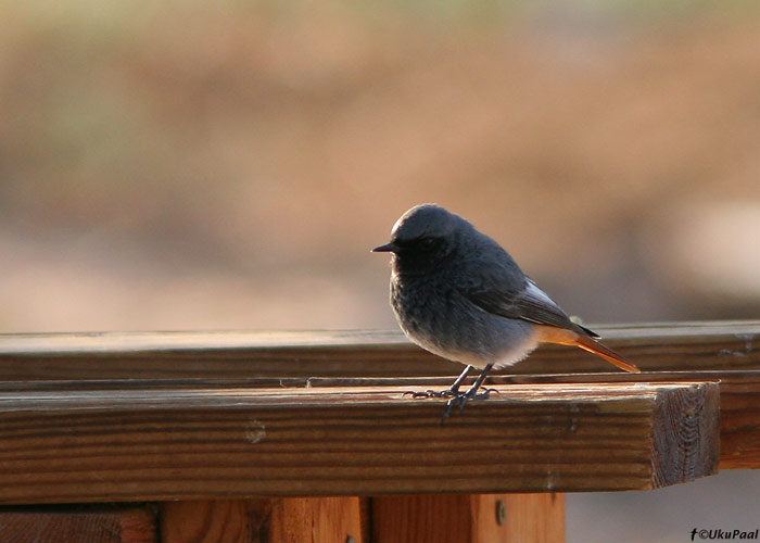 Must-lepalind (Phoenicurus ochuros)
Eilat

UP
Keywords: black redstart