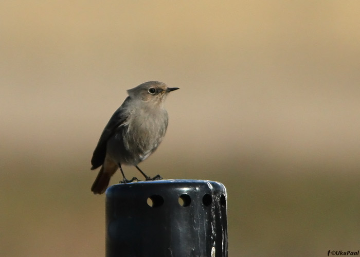 Must-lepalind (Phoenicurus ochruros)
Kabli, Pärnumaa, aprill 2010

UP
Keywords: black redstart