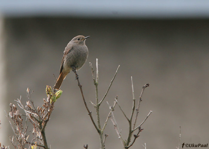 Must-lepalind (Phoenicurus ochruros)
Sõrve linnujaam, 3.5.08
Keywords: black redstart