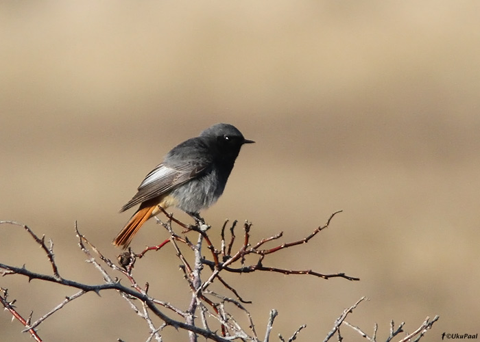 Must-lepalind (Phoenicurus ochruros)
Harilaid, 24.4.2011

UP
Keywords: black redstart