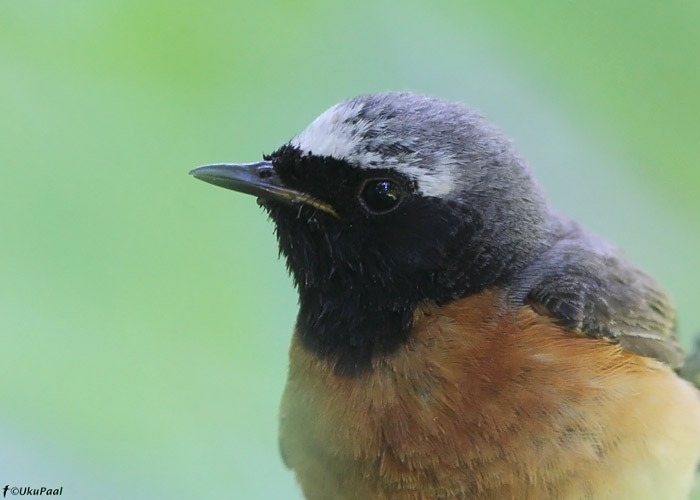 Lepalind (Phoenicurus phoenicurus)
Tallinn, juuni 2010

UP
Keywords: common redstart