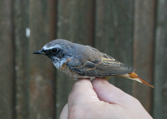 Lepalind (Phoenicurus phoenicurus)
Vaibla linnujaam, 7.08.2007

Riho Marja
Keywords: redstart