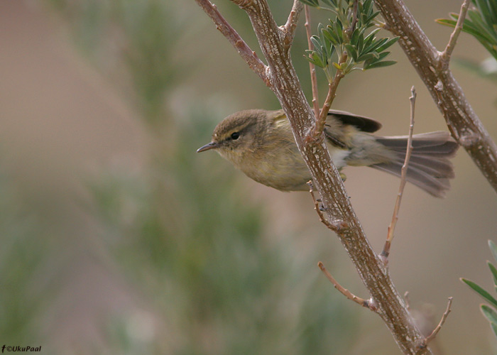 Kanaari väike-lehelind (Phylloscopus canariensis)
Tenerife, märts 2009

UP
Keywords: canary island chiffchaff