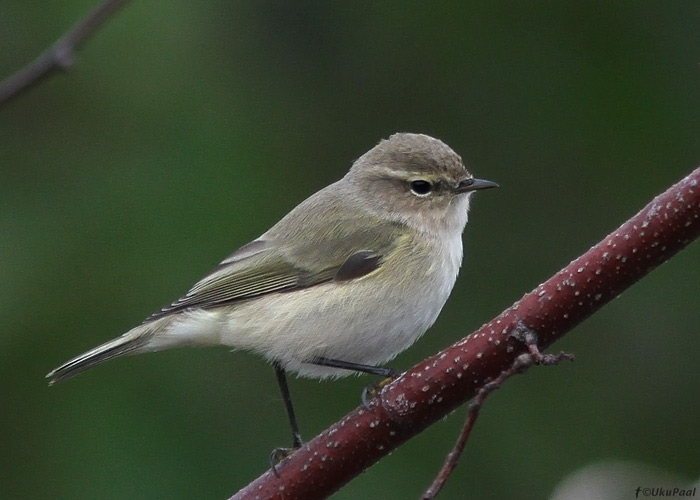 Väike-lehelind (Phylloscopus collybita)
Kihnu, september 2013. Selline hallim variant. Häält ei kuuldud.

UP
Keywords: chiffchaff