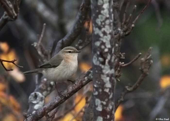 Siberi väike-lehelind (Phylloscopus collybita tristis)
Kalana, Hiiumaa, 2.11.2013. Antud juhul sai ka linnu kutsehäält lindistada ja sonogramme analüüsida. Lisaks pildistati ja vaadeldi lindu pikalt erinevates valgustingimustes, mis on väike-lehelinnu alamliikide eristamise puhul hädavajalik. Vaid hääle lindistusest ja ainult fotodest ei piisa. Dokumenteeritud peaks olema nii linnu välimus kui ka kutsehüüd.

UP
Keywords: siberian chiffchaff