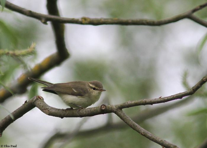 Nõlva-lehelind (Phylloscopus trochiloides)
Tartu, mai 2014

UP
Keywords: greenish warbler