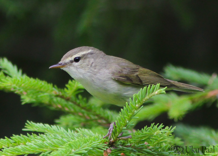 Nõlva-lehelind (Phylloscopus trochiloides)
Tartumaa, juuni 2018

Uku Paal
Keywords: greenish warbler