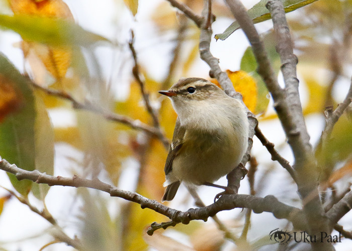 Tuhk-lehelind (Phylloscopus humei)
Sääre, Saaremaa, 23.10.2022

Uku Paal
Keywords: hume&#039;s leaf warbler