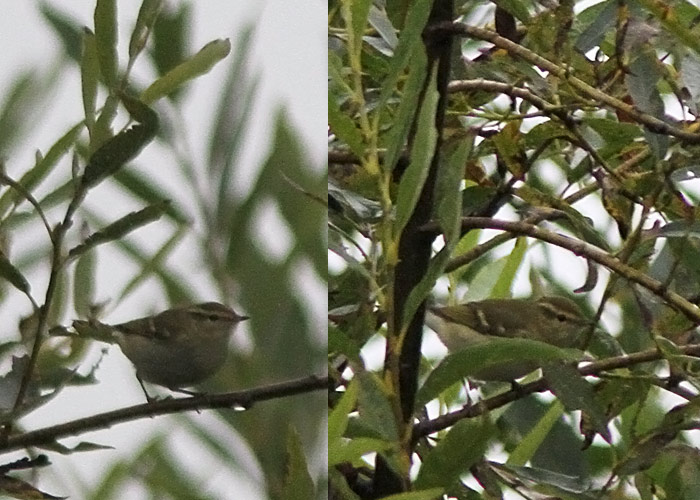 Vööt-lehelind (Phylloscopus inornatus)
Mehikoorma, Tartumaa, 23.9.2012. Eesti esimene sisemaal tehtud vaatlus ja ühtlasi uus liik Tartumaale. First inland record for Estonia.

UP
Keywords: yellow-browed warbler