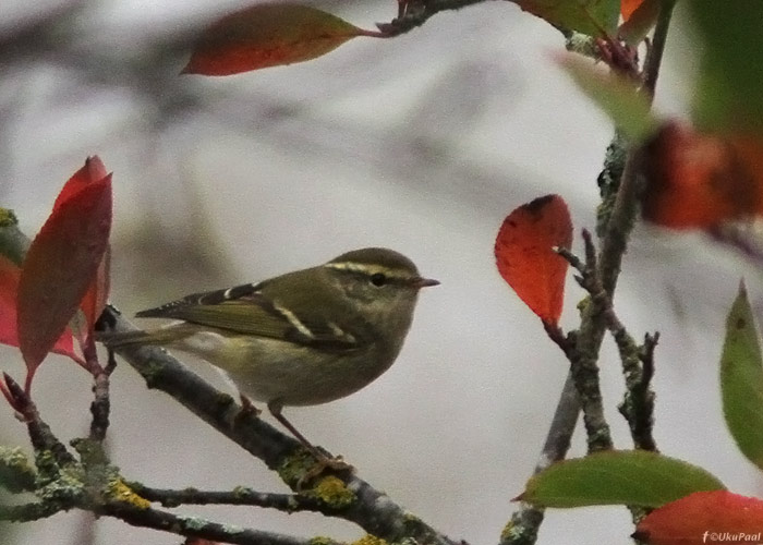 Vööt-lehelind (Phylloscopus inornatus)
Mehikoorma, Tartumaa, 3.10.2012. Tartumaa 2. ja Eesti 96. vaatlus.

UP
Keywords: yellow-browed warbler