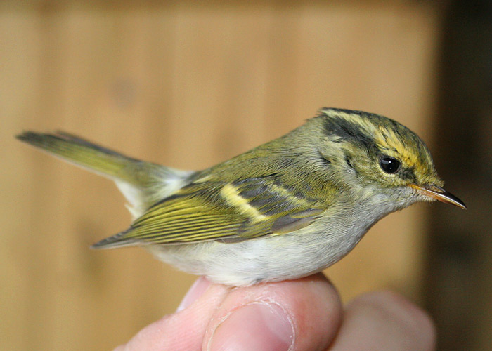 Kuld-lehelind (Phylloscopus proregulus)
Kabli linnujaam, 26.10.2008

Margus Ots
Keywords: pallas's warbler