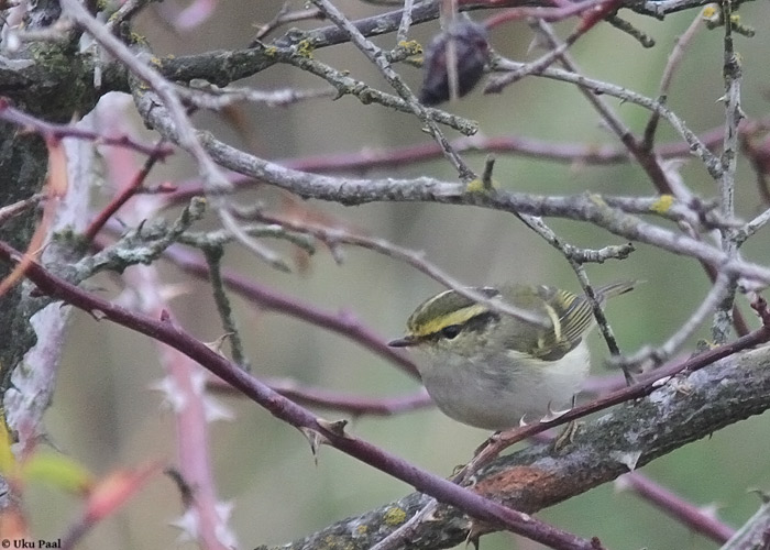 Kuld-lehelind (Phylloscopus proregulus)
Harilaid, Saaremaa, 27.10.2013. 
62. vaatlus Eestis.

UP
Keywords: pallas's warbler