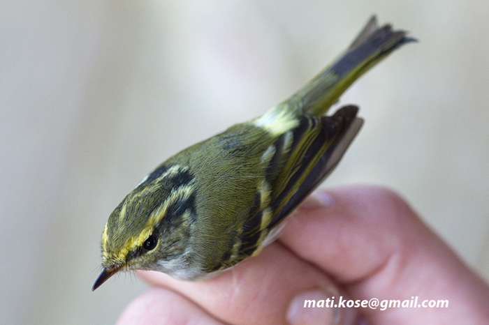 Kuld-lehelind (Phylloscopus proregulus)
Kabli linnujaam, Pärnumaa, 3.10.2010. 58. vaatlus Eestile.

Mati Kose
Keywords: pallas's leaf warbler