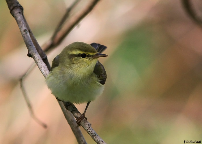 Mets-lehelind (Phylloscopus sibilatrix)
Põlvamaa, 3.5.2010

UP
Keywords: wood warbler