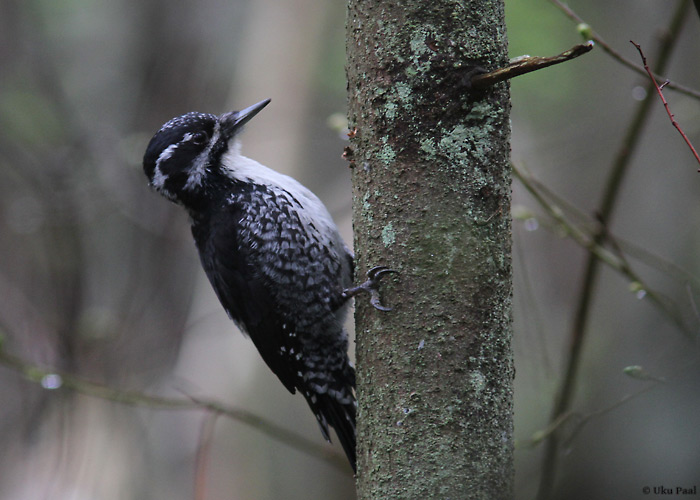 Laanerähn (Picoides tridactylus) emane
Pärnumaa, mai 2014

UP
Keywords: three-toed woodpecker