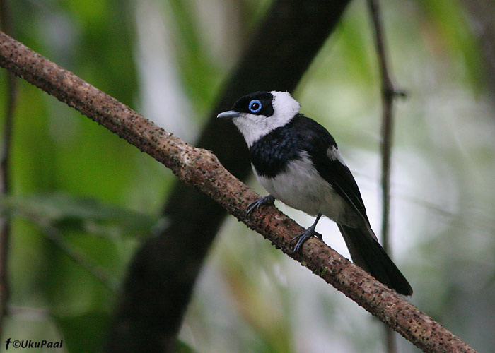 (Arses kaupi)
Paluma NP, Detsember 2007
Keywords: pied monarch