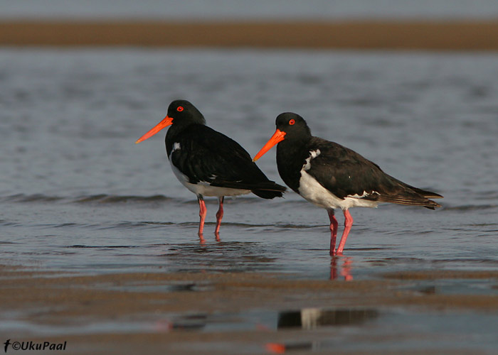 Austraalia merisk (Haematopus longirostris)
Cairns, Detsember 2007
Keywords: pied oystercatcher