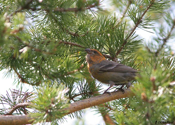 Männileevike (Pinicola enucleator)
Lapimaa, Soome, juuni 2008. Suvisel ajal raskesti leitav liik. Pildil on emaslind.
Keywords: pine grosbeak