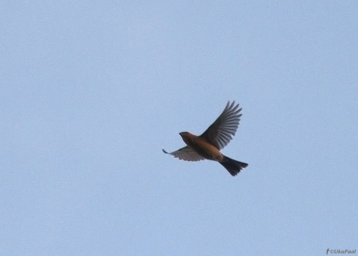 Männileevike (Pinicola enucleator)
Pitkänä, Kihnu saar, 19.11.2012. Liigile omast lennusiluetti illustreeriv foto.

UP
Keywords: pine grosbeak flight