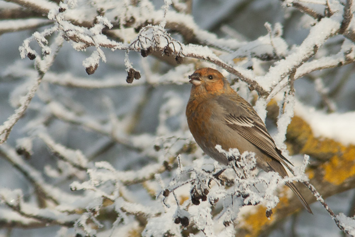 Männileevike (Pinicola enucleator)
Tartu, 21.1.2013

Hannes Pehlak
Keywords: pine grosbeak