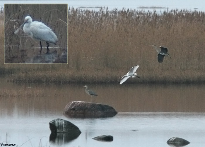 Luitsnokk-iibis (Platalea leucorodia)
Häädemeeste, Pärnumaa, 11.12.2009. Eesti 6. vaatlus. 6th record for Estonia.

UP
Keywords: spoonbill