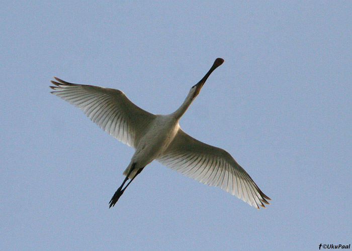 Luitsnokk-iibis (Platalea leucorodia)
Ma’Agan Mikhael

UP
Keywords: spoonbill