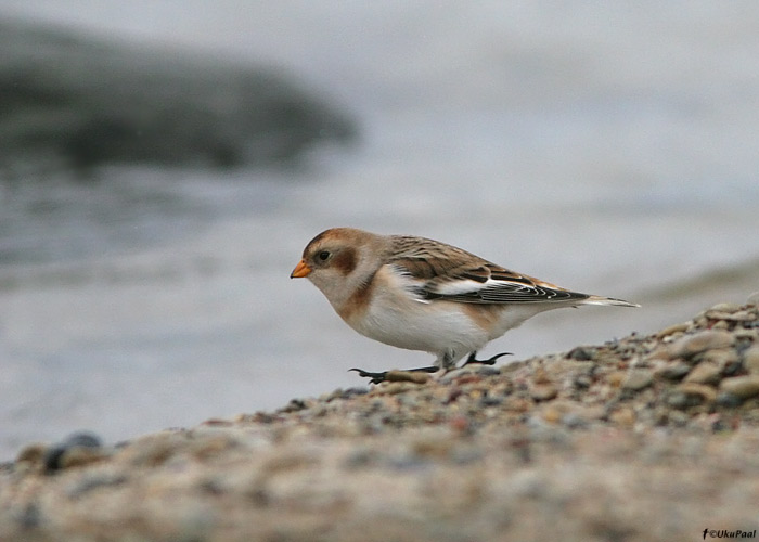 Hangelind (Pletroplenax nivalis)
Harjumaa, oktoober 2009

UP
Keywords: snow bunting