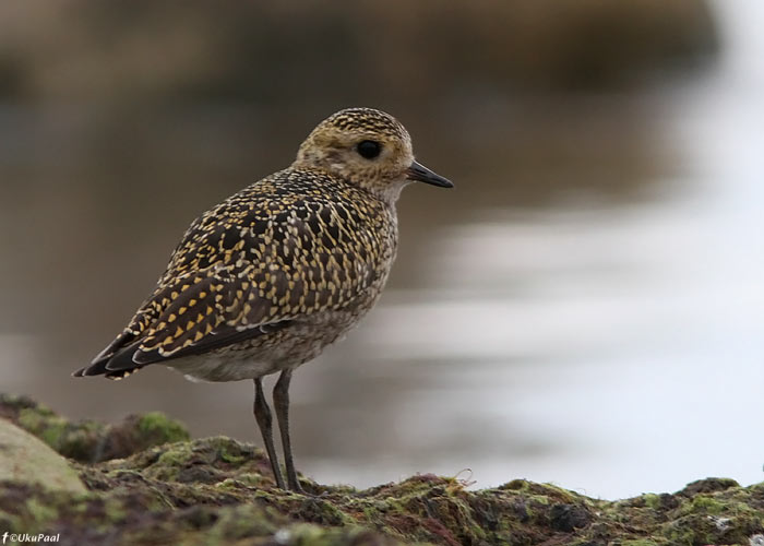 Rüüt (Pluvialis apricaria)
Läänemaa, juuli 2011

UP
Keywords: golden plover