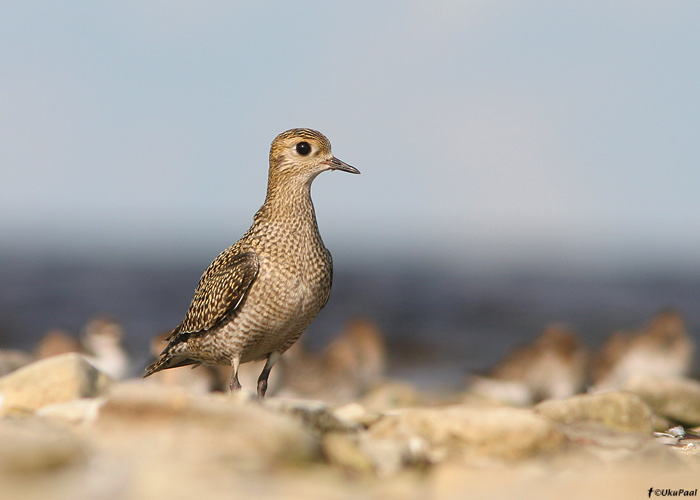 Rüüt (Pluvialis apricaria)
Saaremaa, september 2009

UP
Keywords: golden plover