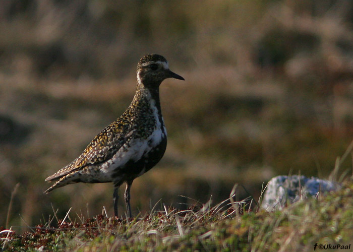 Rüüt (Pluvialis apricaria) pesitsusbiotoobis
Vardo, Norra, juuni 2008
Keywords: golden plover