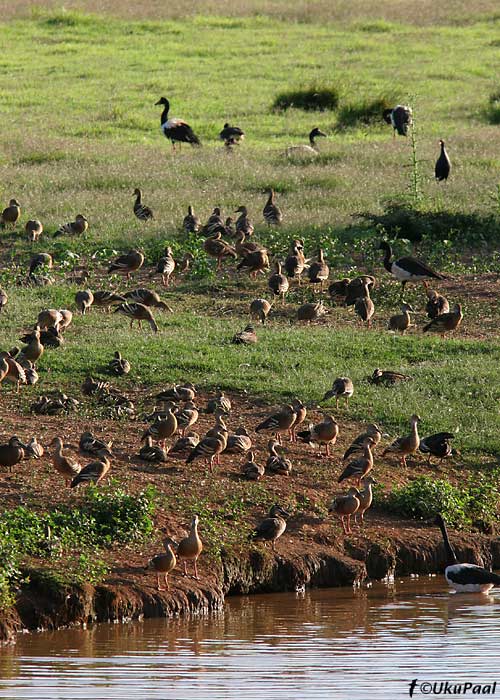 Rohtla-vilepart (Dendrocygna eytoni)
Hasties Swamp, Detsember 2007
Keywords: plumed whistling-duck