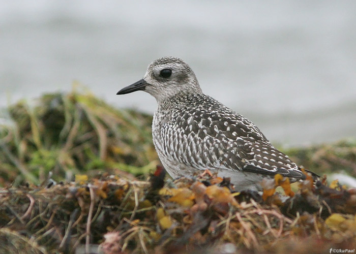 Plüü (Pluvialis squatarola)
Saaremaa, september 2009

UP
Keywords: grey plover