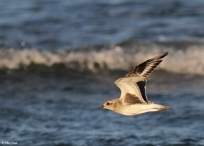 Plüü (Pluvialis squatarola) 1a
Saaremaa, november 2013

UP
Keywords: grey plover