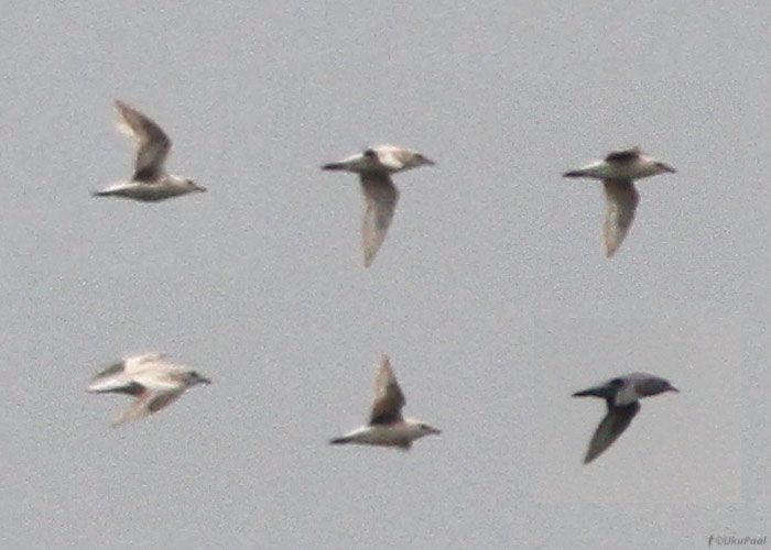 Leukistlik plüü (Pluvialis squatarola)
Ilmatsalu, Tartumaa, 5.10.2012

UP
Keywords: grey plover