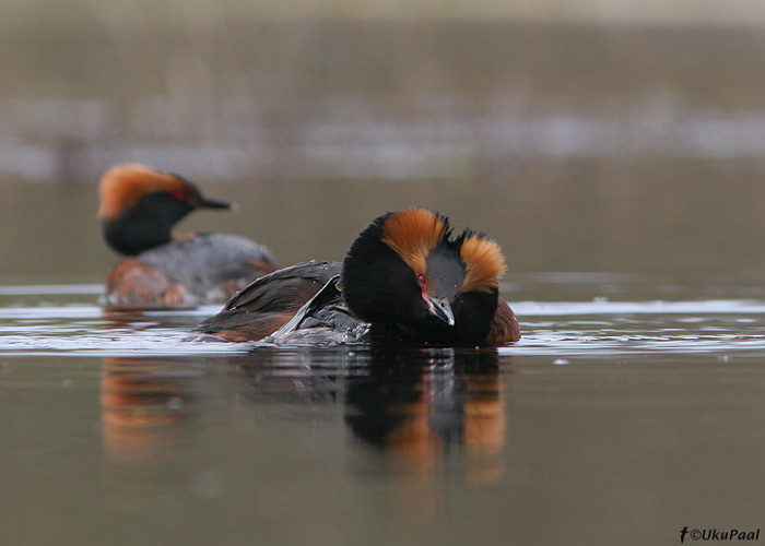 Sarvikpütt (Podiceps auritus)
Saaremaa, 2.5.2008

UP
Keywords: slavonian grebe