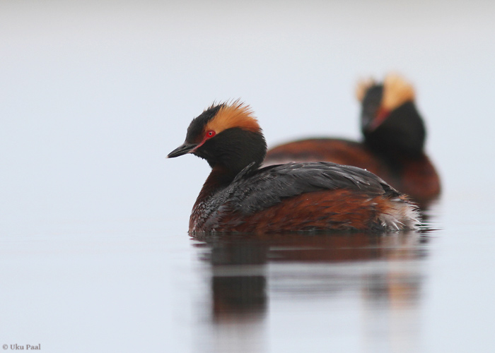 Sarvikpütt (Podiceps auritus)
Läänemaa, mai 2014

UP
Keywords: slavonian grebe