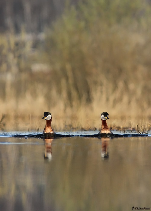 Hallpõsk-pütt (Podiceps grisegena)
Tartumaa, aprill 2010

UP
Keywords: red-necked grebe