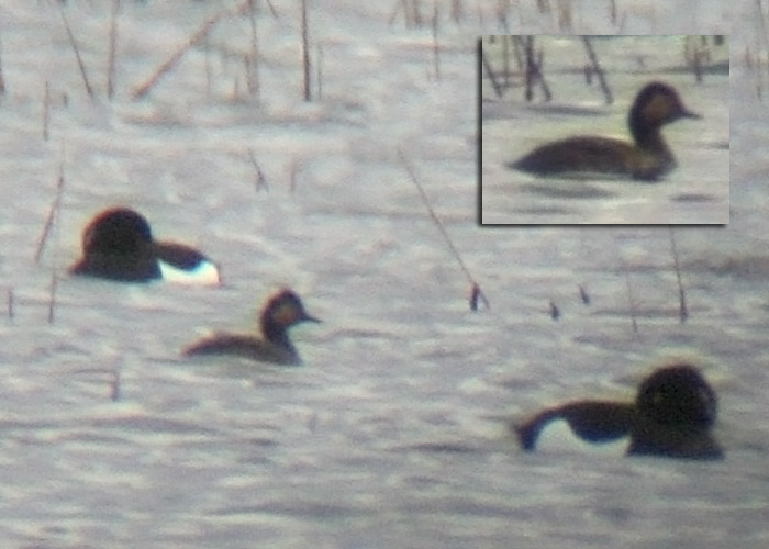 Mustkael-pütt (Podiceps nigricollis)
Audru polder, 20.4.2012. Pärnumaa 1. vaatlus.

Margus Ots
Keywords: black-necked grebe