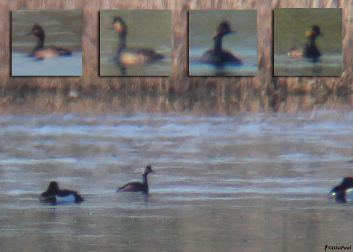 Mustkael-pütt (Podiceps nigricollis)
Korva luht, Valgamaa, 30.4.2011. 
2011. a. invasiooni käigus leitud 3. isend.

UP
Keywords: black-necked grebe