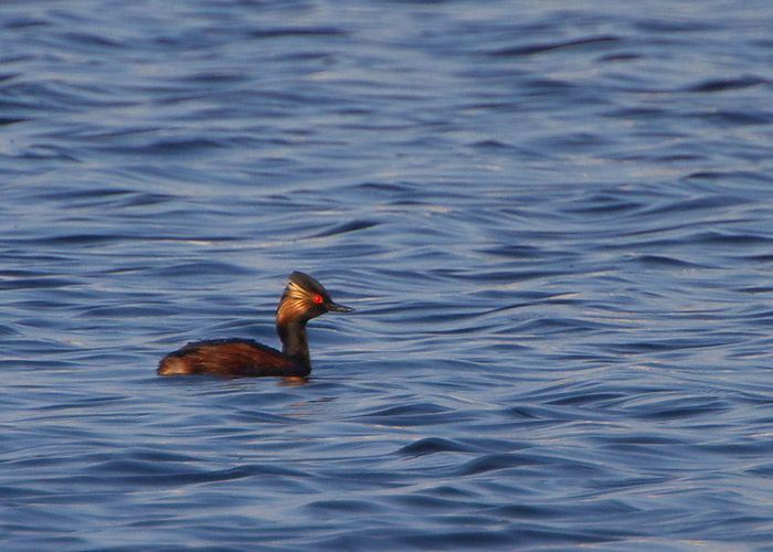 Mustkael-pütt (Podiceps nigricollis)
Laeva polder, Tartumaa, 26.4.2011. Tartumaa 5. vaatlus. 

Jan Siimson
Keywords: black-necked grebe