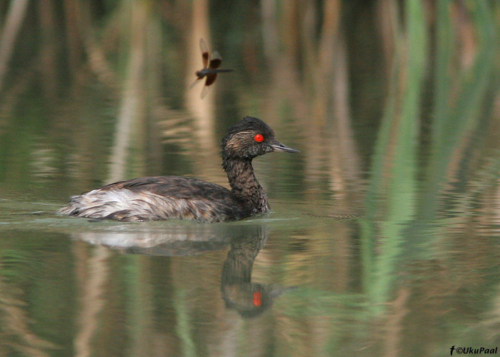 Mustkael-pütt (Podiceps nigricollis)
Göksu delta, august 2008
Keywords: black-necked grebe