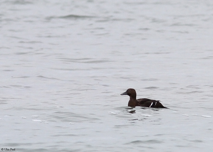 Kirjuhahk (Polysticta stelleri) emane
Sääre, Saaremaa, 28.2.2015

UP
Keywords: stellers eider