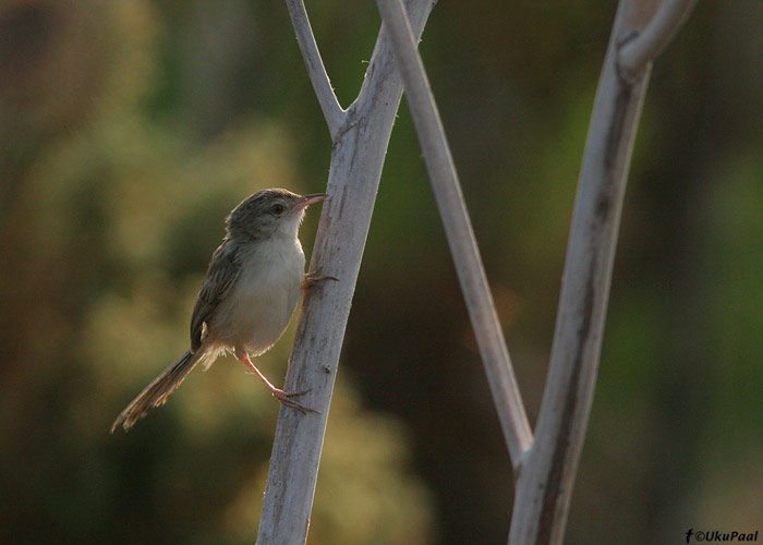 Leet-puhmalind (Prinia gracilis)
Göksu delta, august 2008
Keywords: graceful prinia